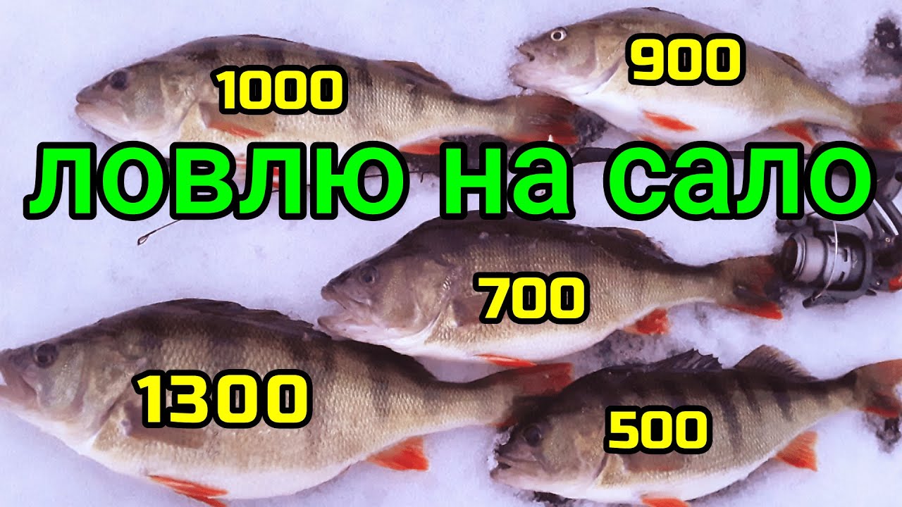 ОКУНЯ КАННИБАЛЫ. Ловля окуня на САЛО. Новый рекорд, трофей по окуню на зимнюю удочку, 1345гр.