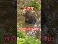 ヒグマ、水の中にいる理由#北海道#ひぐま#動物#くま#熊#クマ#ヒグマ#animals#bear#ベアマウンテン#サホロリゾートベアマウンテン#捕獲#狩猟#自然#zoo