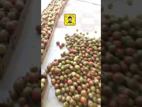مزرعة الرمان الباحة