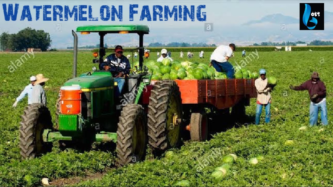 Watermelon Farming | Watermelon Cultivation ! our earth tech ! #wfwc