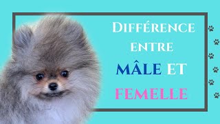 🐶 Différence entre MÂLE et FEMELLE Poméranien 🐾 : ✦ 100% #POMERANIAN (PARTIE N°7)