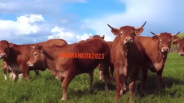 sapi. sapi moo. sapi lucu. sapi joget. video sapi. lembu. moo. cow. video cow. sapi qurban.par=5