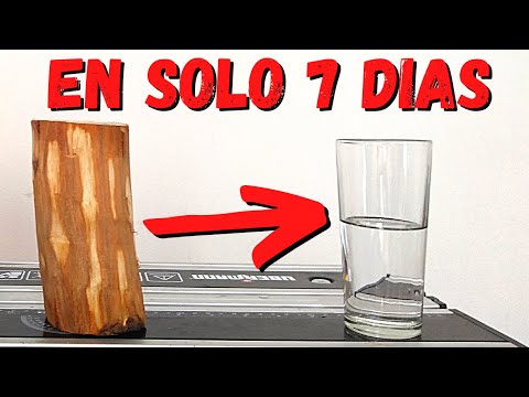 Video: ¿Se pueden secar troncos en el horno?