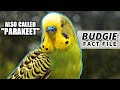 Budgie Facts: the PARAKEET facts | Animal Fact Files