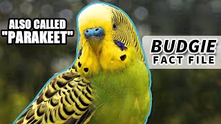 Budgie Facts: the PARAKEET facts | Animal Fact Files