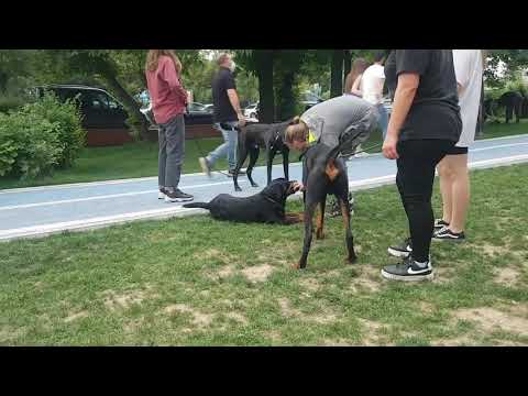 doberman Toma 3 kara şovalye çetesi doberman-rottweiler-labrador akbaş çoban köpeği