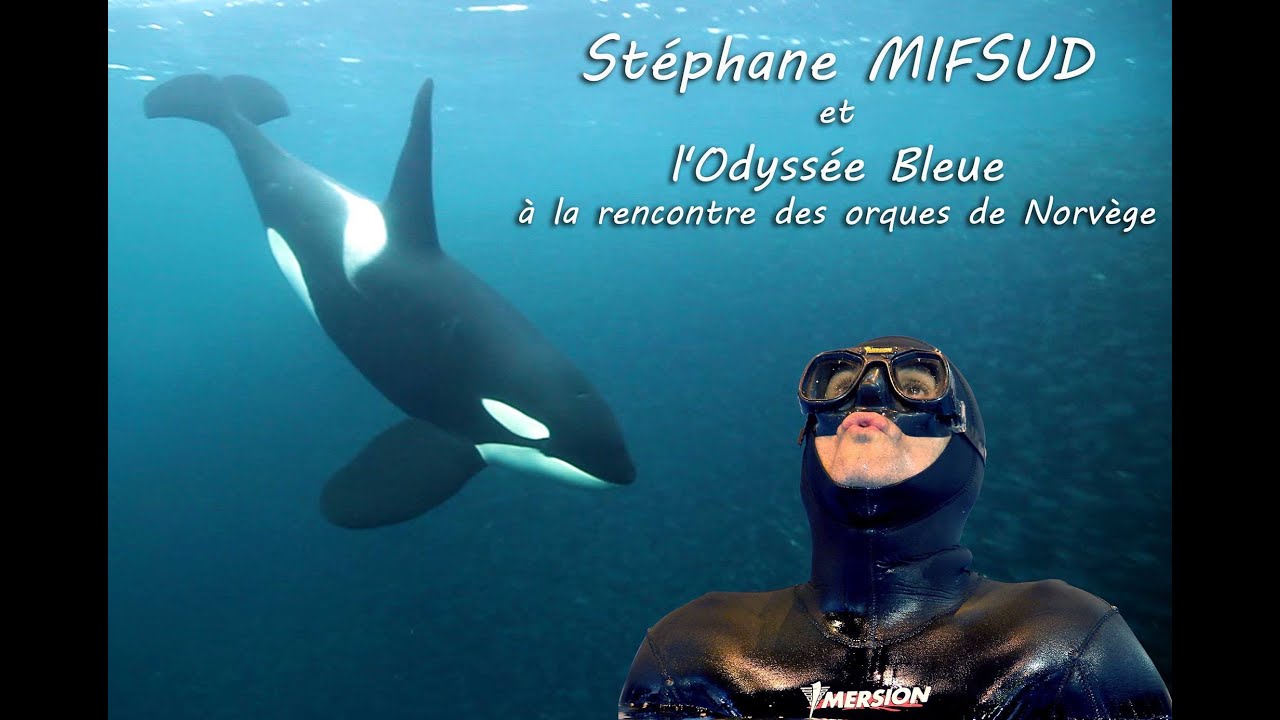 L’Odyssée bleue de Stéphane MIFSUD - Les orques de Norvège