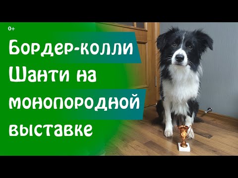 Видео: Владелец покупает особняк для бордер-колли за 500000 долларов