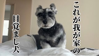 我が家が寝坊しない理由がこちら【シュナプー】【ミニチュアシュナウザー】【トイプードル】