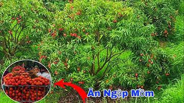 Food VN Review | Ăn Ngập Mồm Vải Thiều Lục Ngạn Bắc Giang