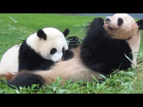 優浜　最後の授乳  panda パンダ　大熊猫