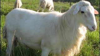Saint Croix - Sheep breed / Parasite Resistance
