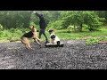 8 Month Pitbull, Betsy | Confidence Building through Obedience | Portland Dog Trainers 8 Month Pitbull, Betsy | Confidence Building through Obedience | Portland Dog Trainers