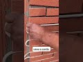 o pedreiro é especialista em por revestimento cerâmico na parede de casas