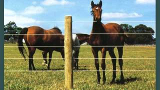 Horse fence and horse stalls. Fencing and barn stall offers horse stalls, fencing systems and equine products for farms and barns. 