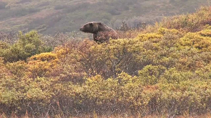 DDW SCI #1 Archery Brown Bear