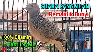 Perkutut Lokal Gacor Suara Terapi Burung Perkutut Agar Cepat Bunyi Paling Ampuh #perkututlokal 