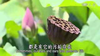 【靜思妙蓮華】譬喻品 20201230 第617集 觀身不淨 智者厭離8'49