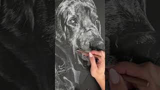 Commissioned drawing - White charcoal on black paper.