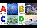 ABC Song | Sea Animals ABC Song | Phonics for Kids, Learn ABC, Baby Alphabet Letters