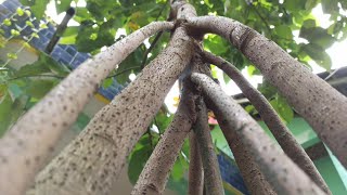 Extreme! 10 Rootstocks Avocado Tree Grafting