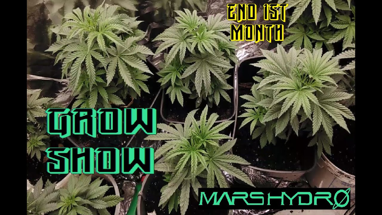 weed Plant Cannabis Grow Show end of 1st Month W/Mars Hydro