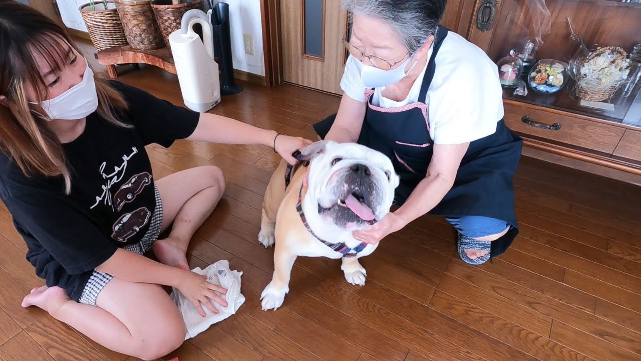 【広島帰省】ママの実家で兄犬制御不能に陥る…