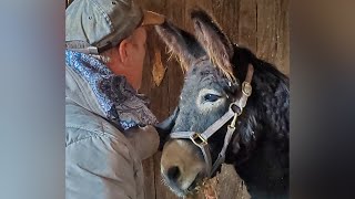 Neglected Donkey Finally Gets Love And Care | The Koala