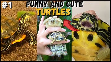 Cute and Funny Turtles Videos Compilation! - Tortoises Are So Cute! - ASMR