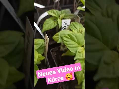 Erdbeeren und Chili:
