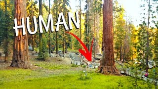 THE BIGGEST GIANT TREE IN THE WORLD