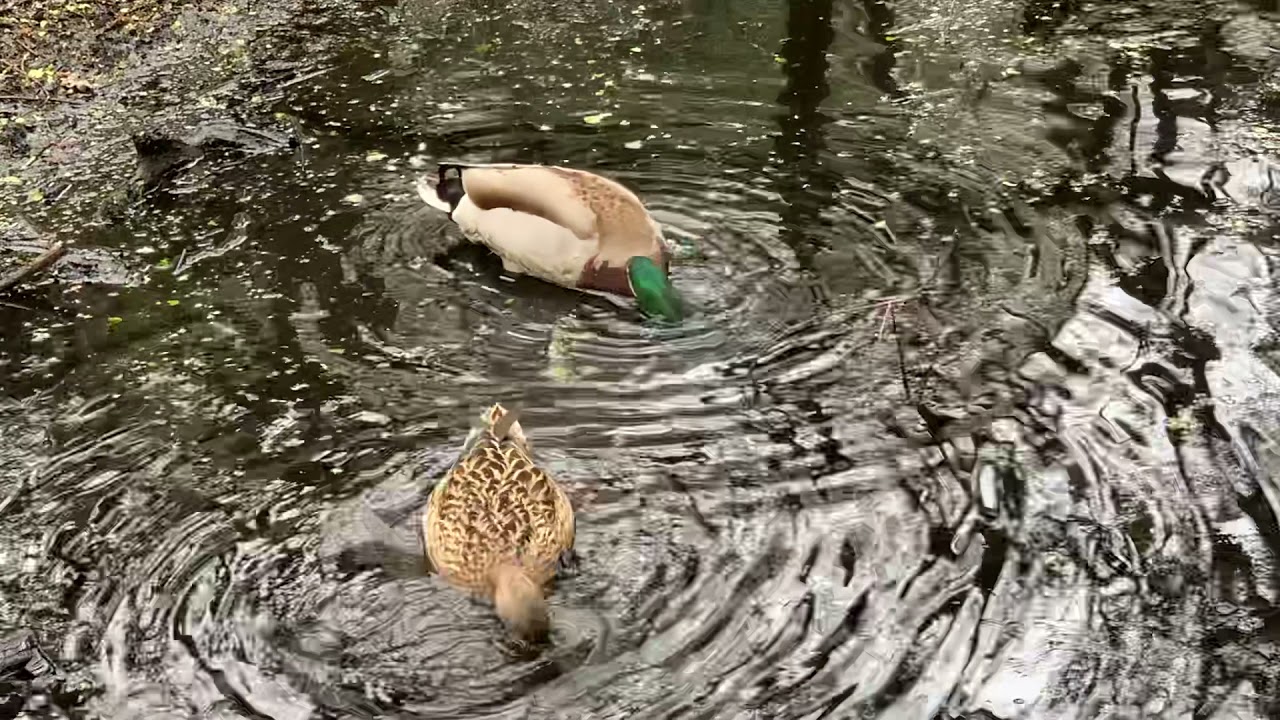 A few ducks in the water 🦆 🦆🦆