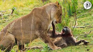 صراع القرود من أجل البقاء في البرية - شئ لا يصدق قانون الحياة البرية