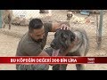 Bu Köpeğin Değeri 300 Bin Lira