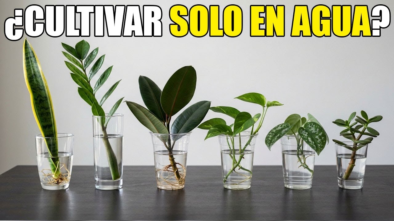 Estas 11 PLANTAS de INTERIOR Crecerán en AGUA | Cultivo de plantas de interior SIN TIERRA