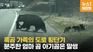 흑곰 가족의 도로 횡단기! 아기곰 말썽에 분주한 엄마곰(bear)