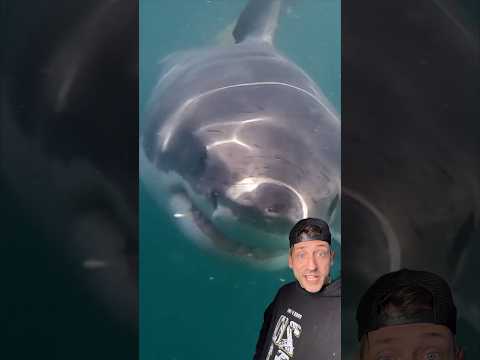 The Great White Shark Is A BEAST