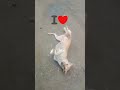 এটা ভালবাসতে জানে সম্মান দিতে জানে #doggys #doggielife #dog #doggie #doggroom #dogsworld #dogselfie