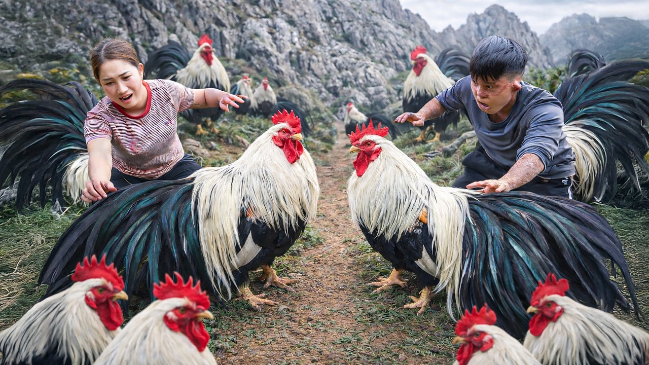 Harvesting Royal Chickens on Rocky Mountains, Whole Roasted Over Wood Fire | Wild Rural Food