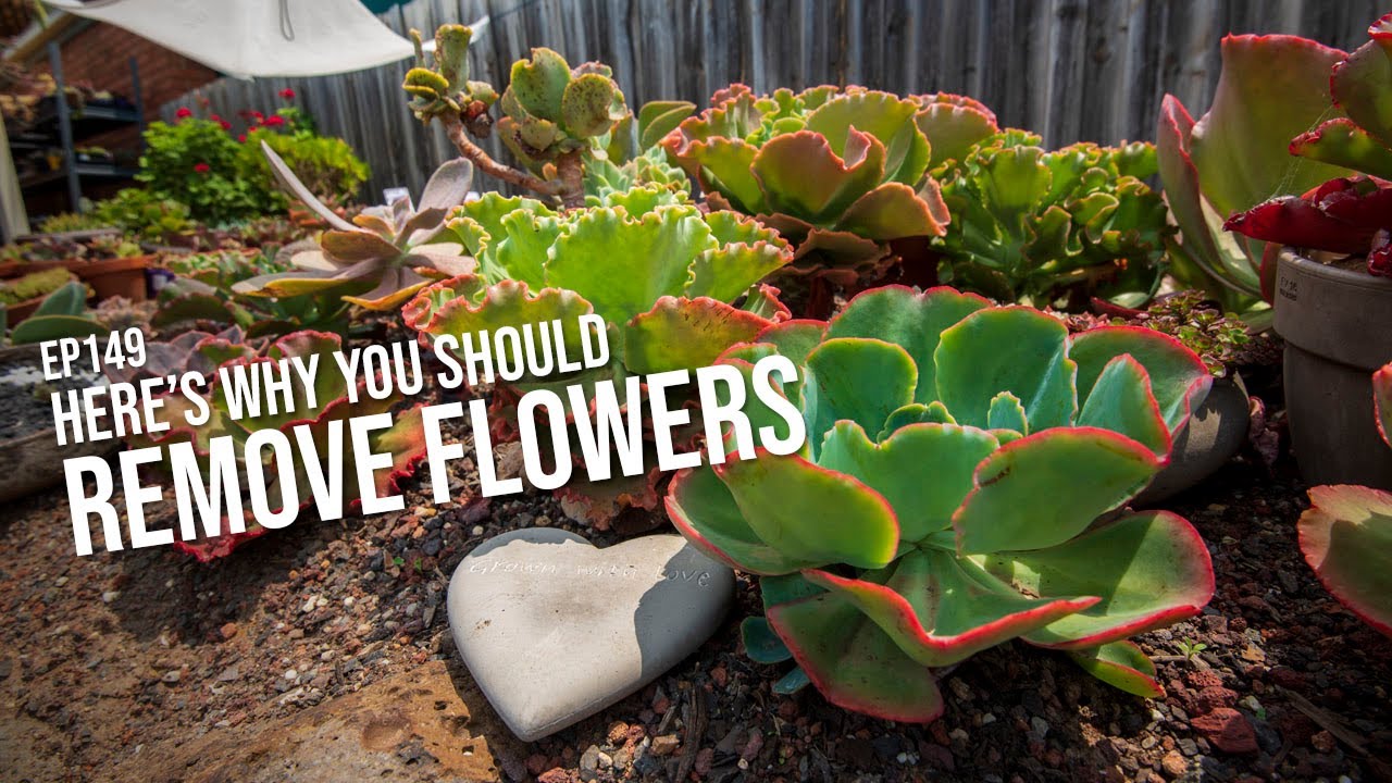 #149 Six reasons why you should separate the flower stalks from your Echeveria