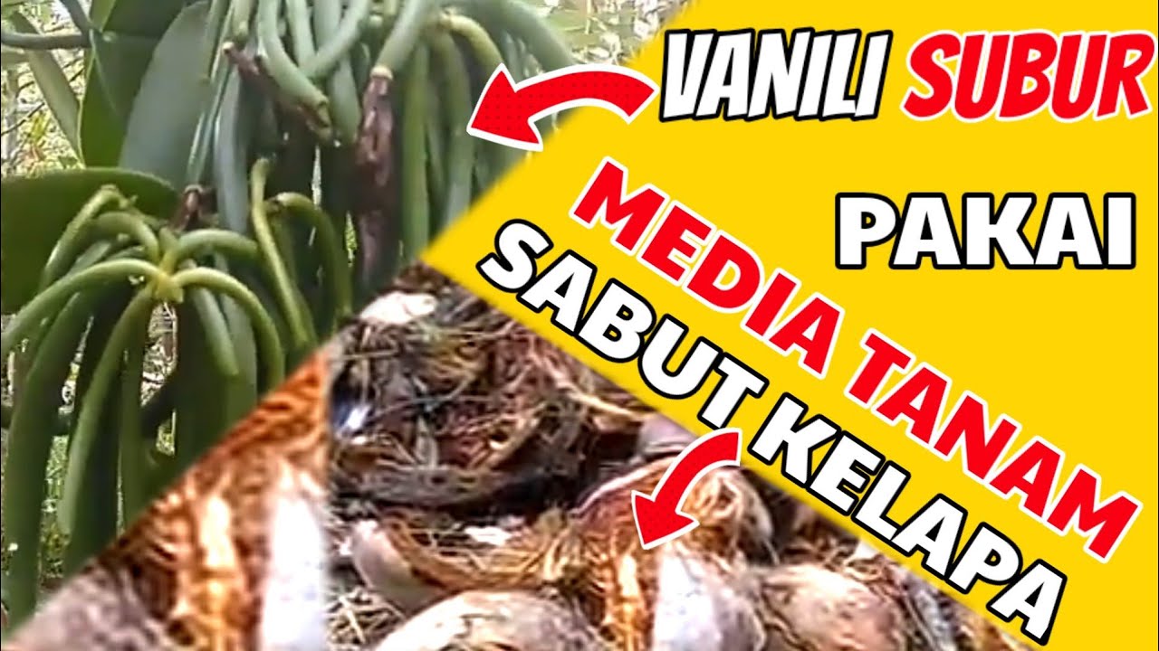 Vanili Tumbuh Subur Dengan Sabut Kelapa Sebagai Media Tanam 