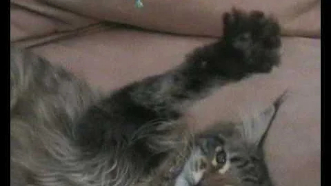 Video 10735961: maine coon kitty, maine coon kitten