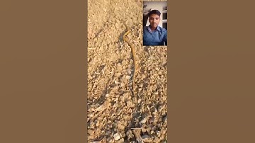 mahadev status mahakal status bholenath status #shivshiv #status #funnyanimal #snaketalk