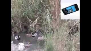 HTC Desire 601 dual sim Обзор смартфона HTC Desire 601