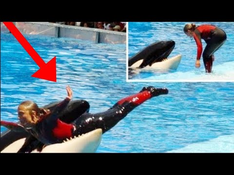 When SeaWorld Goes Wrong