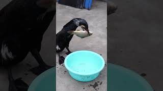 Cormorants Eat Two 30Cm Fish #Fishing #Birds #Bird