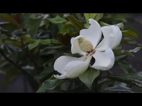 Video: Bloemen alle zuidelijke magnolia's?
