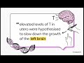 Right-Handed Singularity | Human Handedness, Brain Evolution & the Future of Intelligence | Uplatz