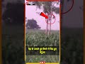 पेड़ से उतरते हुए कैमरे में कैद हुए तेंदुआ | Leopard in Tree | Meerut | NBT