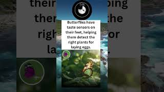 Butterflies have taste sensors on their feet, helping them detect the right plants for laying eggs.